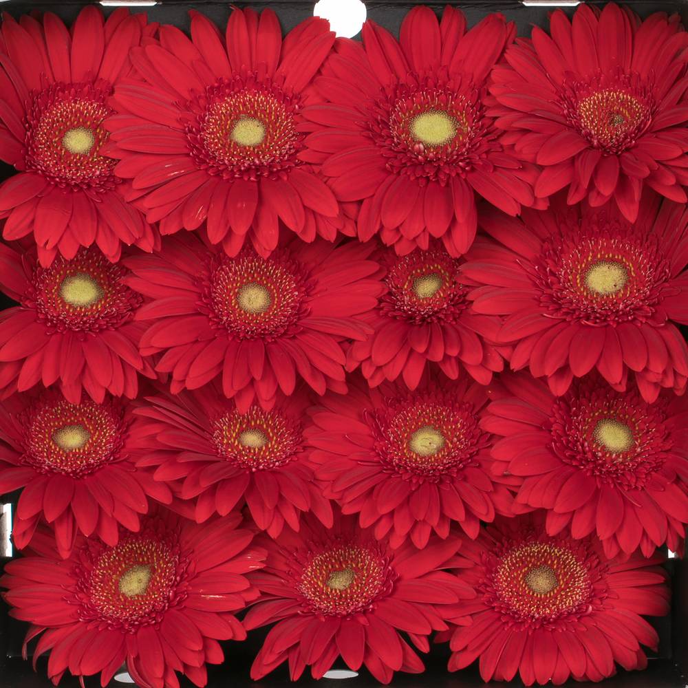 Gerbera rot Carambole