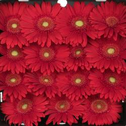 Gerbera rot Carambole