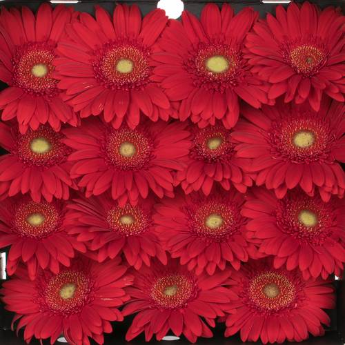 Gerbera rot Carambole