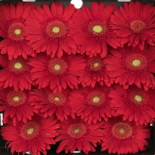 Gerbera rot Carambole