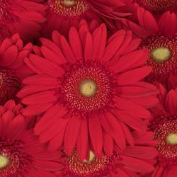Gerbera rot Carambole