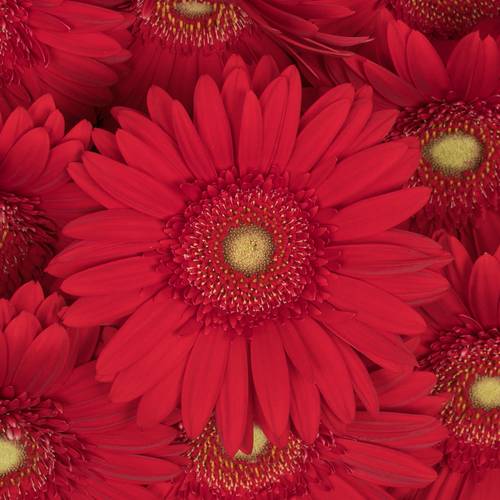 Gerbera rot Carambole