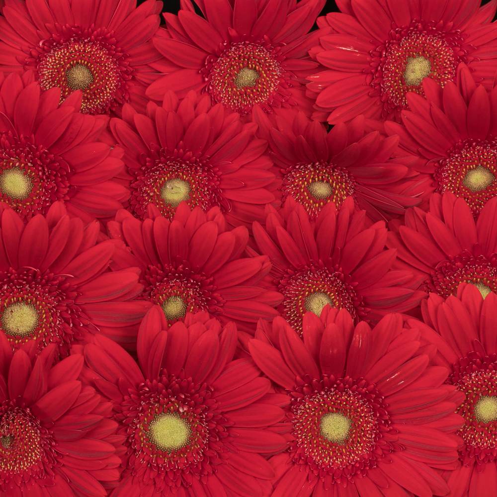 Gerbera rot Carambole