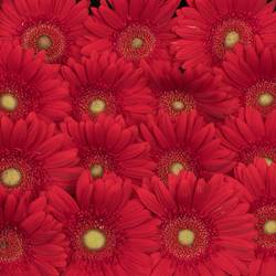 Gerbera rot Carambole