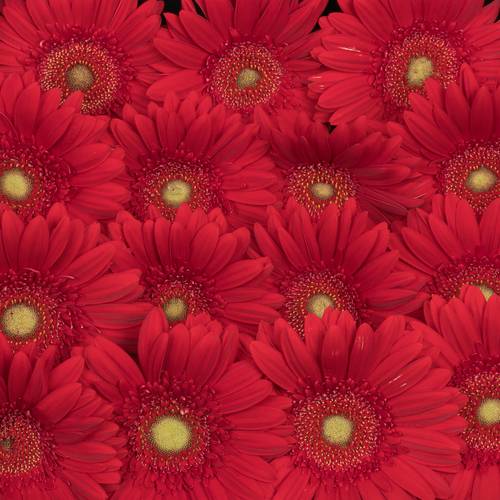 Gerbera rot Carambole