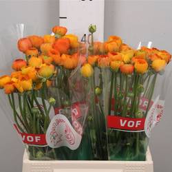 Ranunkel orange 30 Gramm NL 42cm