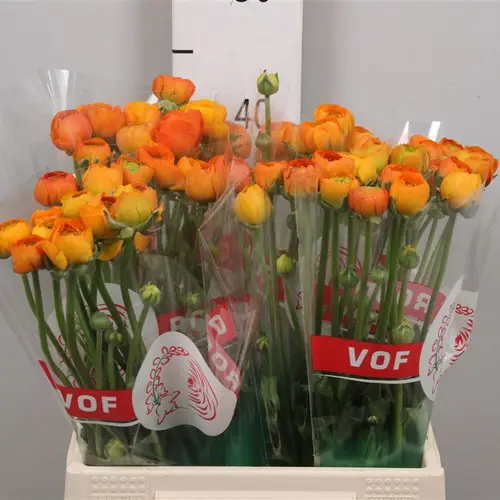 Ranunkel orange 30 Gramm NL 42cm
