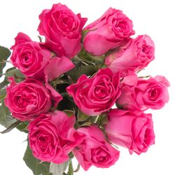 Rose fuchsia Primrose 40cm