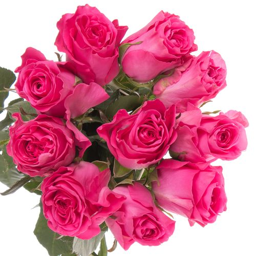 Rose fuchsia Primrose 40cm