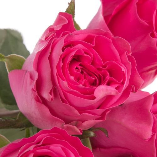 Rose fuchsia Primrose 40cm
