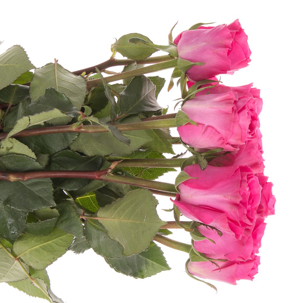 Rose fuchsia Primrose 40cm
