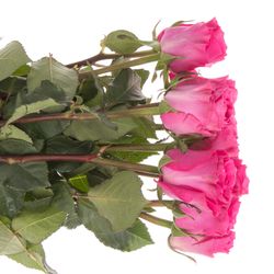 Rose fuchsia Primrose 40cm