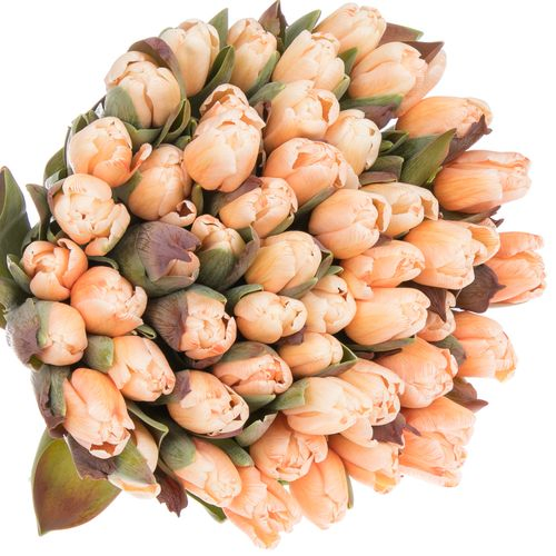 Tulpe apricot gefärbt 32 Gramm
