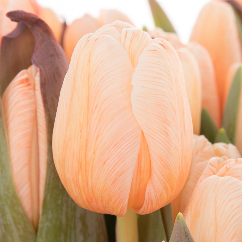 Tulpe apricot gefärbt 32 Gramm