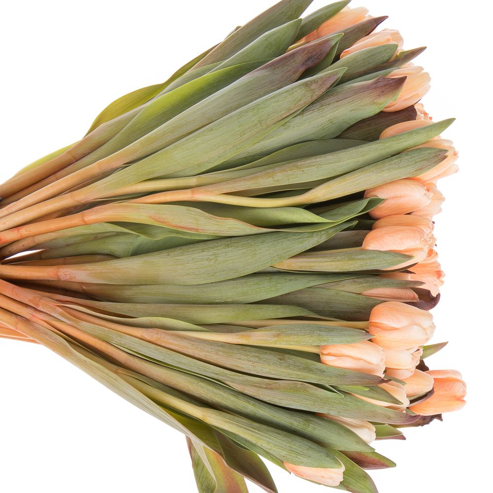 Tulpe apricot gefärbt 32 Gramm