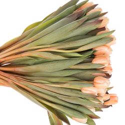 Tulpe apricot gefärbt 32 Gramm