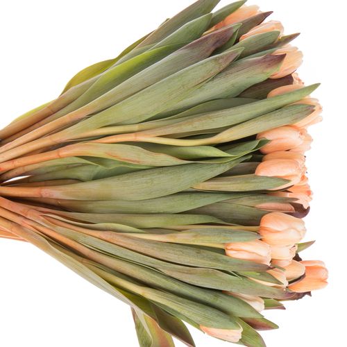Tulpe apricot gefärbt 32 Gramm