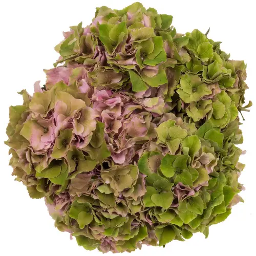Hortensie grün/rosa Palace cl Bol 22-24cm 65cm