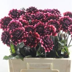 Dahlia lila Red Davina 55cm