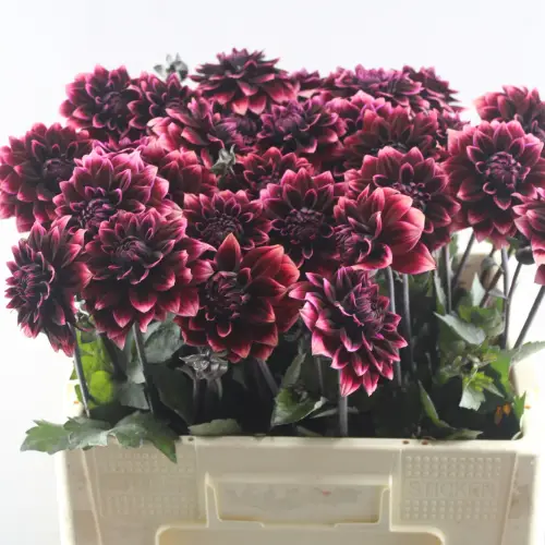 Dahlia lila Red Davina 55cm