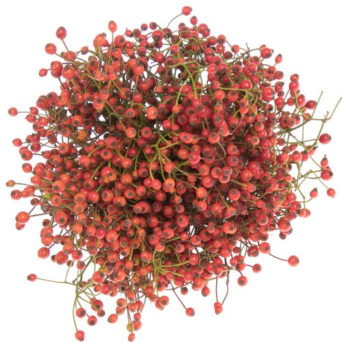 Hagebutte rot Autumn Joy 40cm