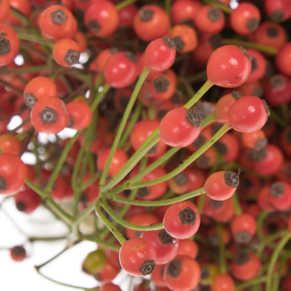 Hagebutte rot Autumn Joy 40cm