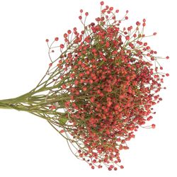 Hagebutte rot Autumn Joy 40cm