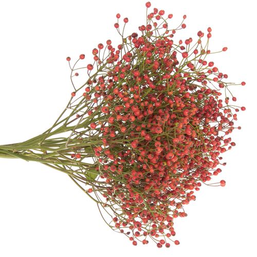 Hagebutte rot Autumn Joy 40cm