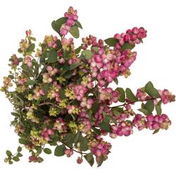 Schneebeere dunkel rosa Treasure 70cm