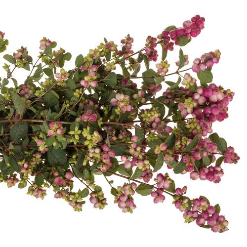 Schneebeere dunkel rosa Treasure 70cm