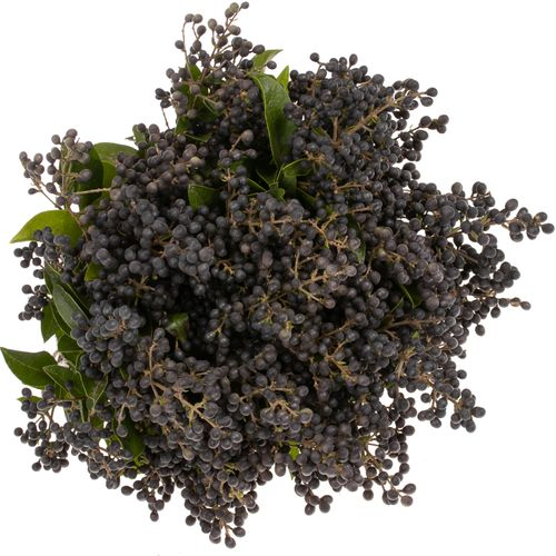 Liguster schwarz Libelle 40cm