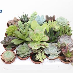Succ.mix T05,5 H10