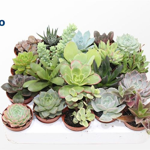 Succ.mix T05,5 H10