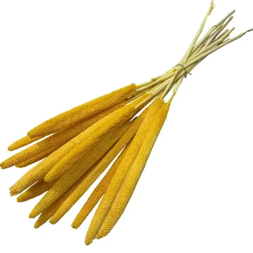 Trocken Babala gelb L70cm x15