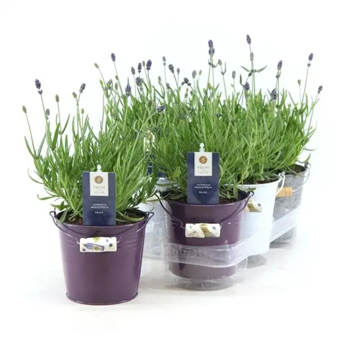 Lavendel Angusti. Zinkeim T14 H30