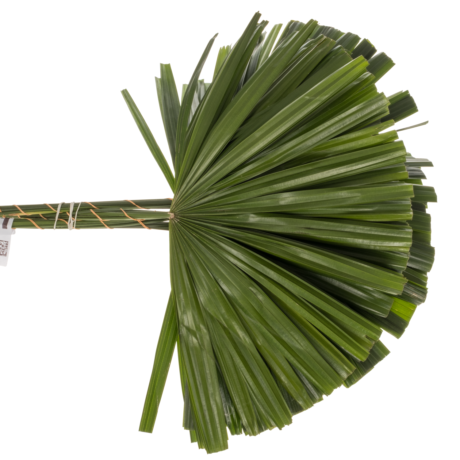 Raphis Palm Blatt grün geschnitten 50cm