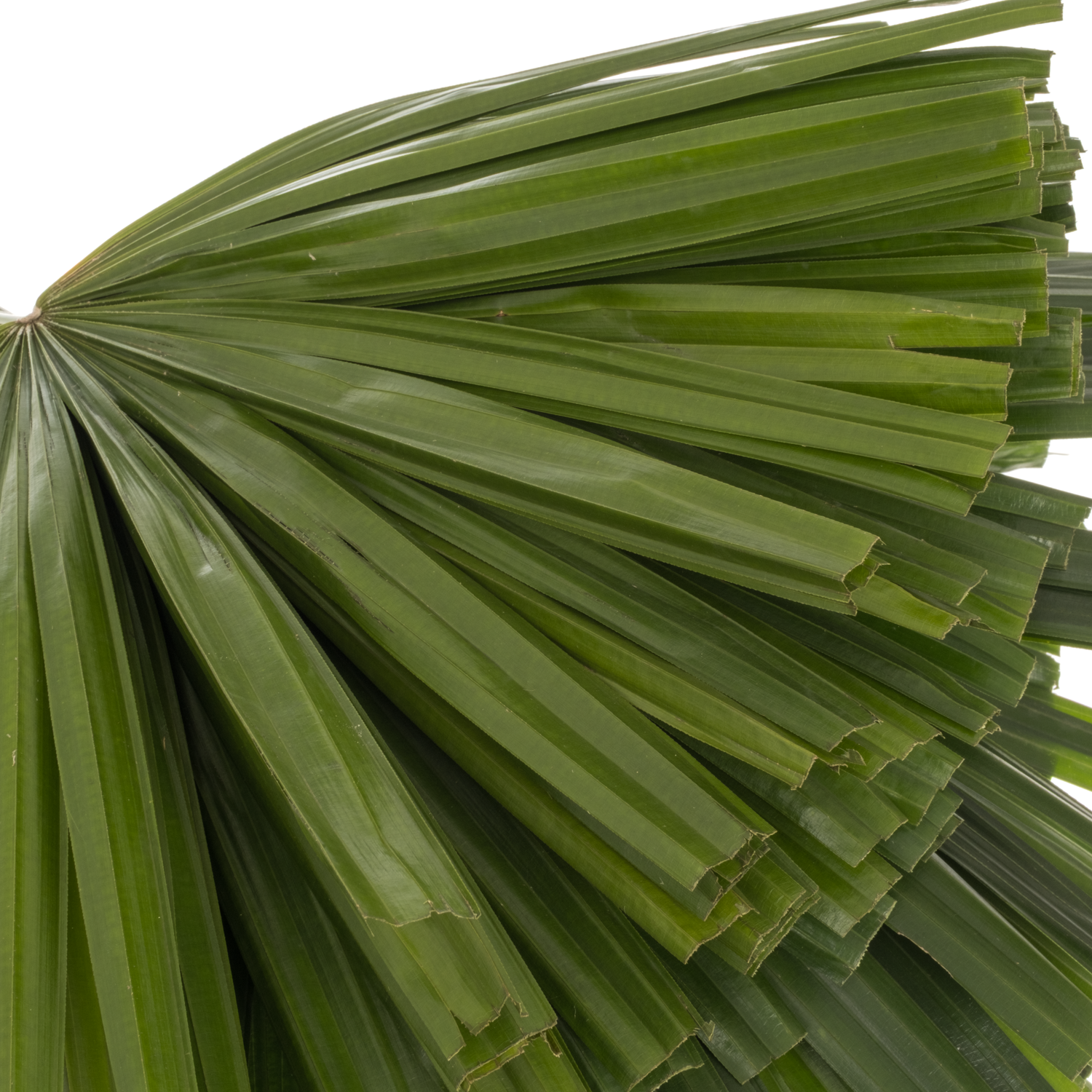 Raphis Palm Blatt grün geschnitten 50cm