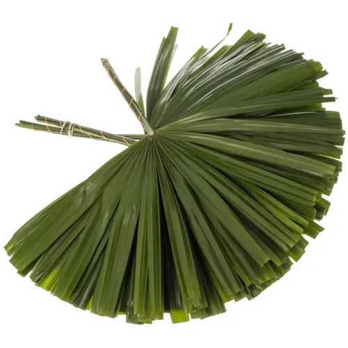 Raphis Palm Blatt grün geschnitten 50cm