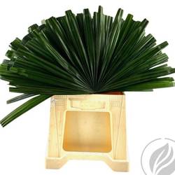 Raphis Palm Blatt grün geschnitten 50cm