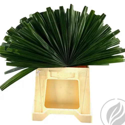 Raphis Palm Blatt grün geschnitten 50cm