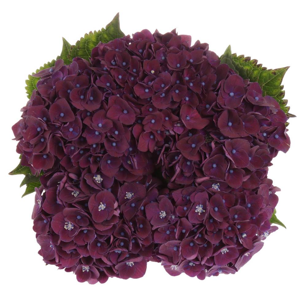 Hortensie dunkel lila Mon Amour Bol 15cm 50cm