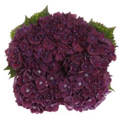 Hortensie dunkel lila Mon Amour Bol 15cm 50cm