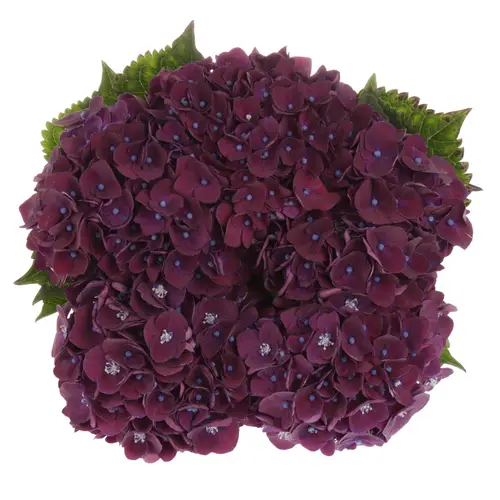 Hortensie dunkel lila Mon Amour Bol 17cm 50cm