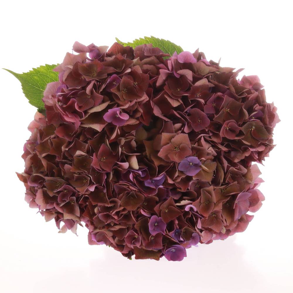 Hortensie dunkel lila Mon Amour Bol 15cm 50cm