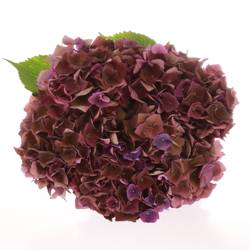 Hortensie dunkel lila Mon Amour Bol 15cm 50cm