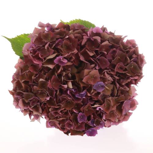 Hortensie dunkel lila Mon Amour Bol 15cm 50cm