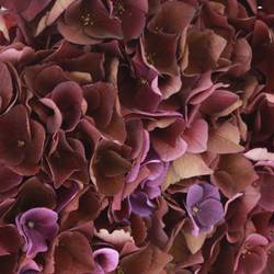 Hortensie dunkel lila Mon Amour Bol 15cm 50cm