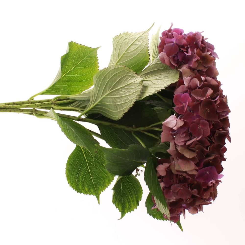 Hortensie dunkel lila Mon Amour Bol 15cm 50cm