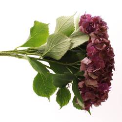 Hortensie dunkel lila Mon Amour Bol 15cm 50cm