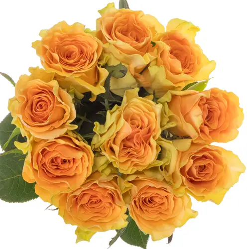 Rose apricot Milan 70cm